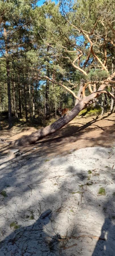 Domek Letniskowy Wczasy Nad Morzem Sasino Exteriér fotografie